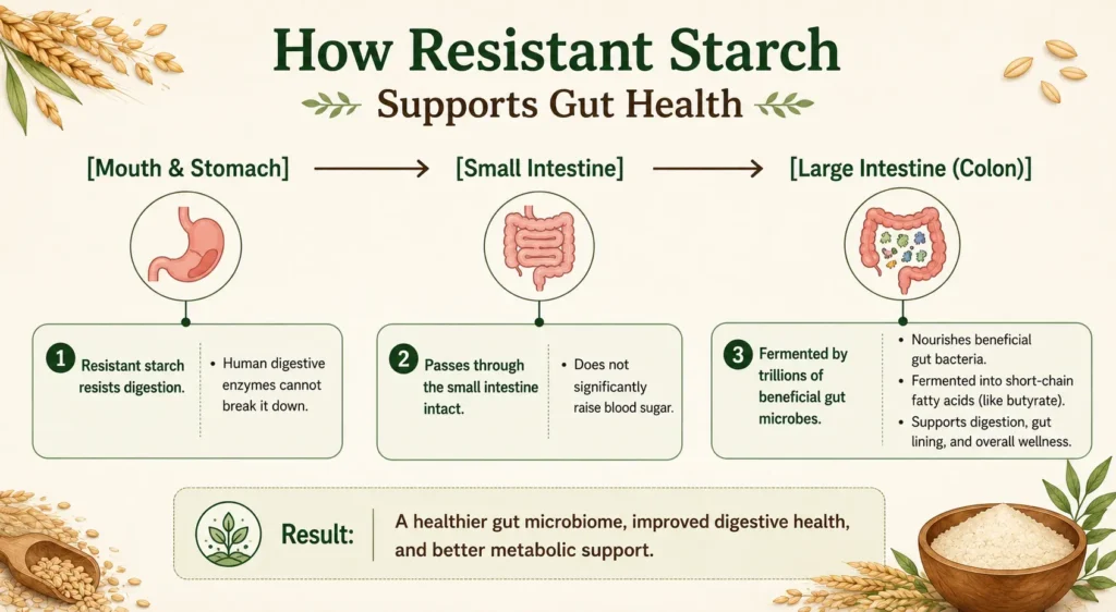 How Resistant Starch Supports Gut Health