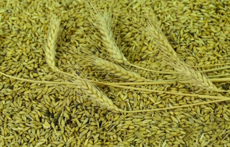 Introducing Grainful Blends